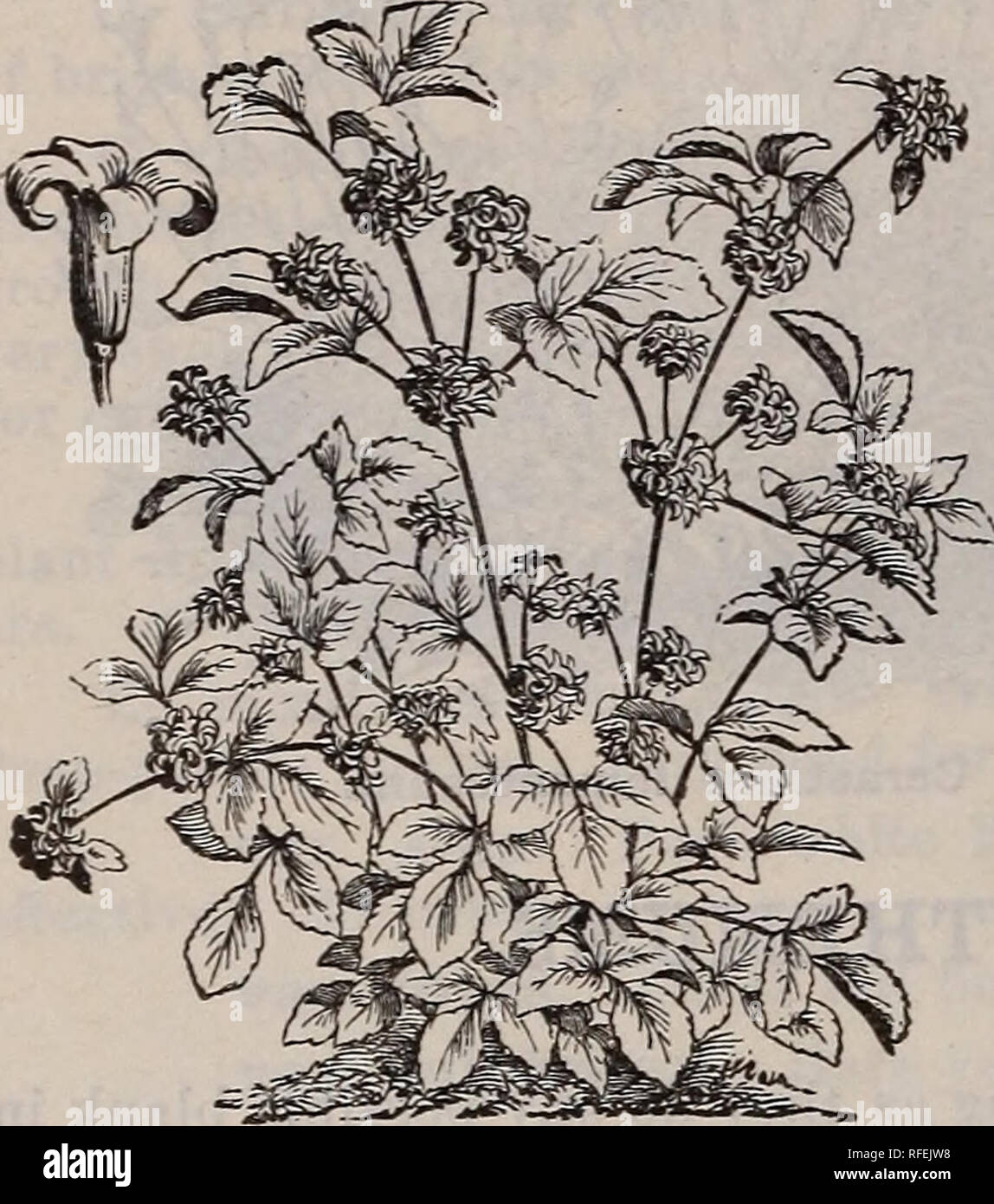 . Catalogo di hardy alberi ornamentali, arbusti, e vigne, Hardy fiori e grandi e piccoli frutti. Vivaio Massachusetts cataloghi; Vivai (orticoltura) Massachusetts cataloghi; piante ornamentali, cataloghi; alberi piantine cataloghi; arbusti ornamentali Cataloghi Cataloghi di fiori e alberi da frutto piantine Cataloghi Cataloghi di frutta. io)8 Catalogo del vivaio di lettura, messa. -J. W. Manning, titolare. La CLEMATIDE - Vergine's Bower. (Rami nculacece.) un prezioso classe, dando più prolifici risultati di fiori e tutti di cultura più semplice nel giardino in comune del suolo. I tipi di arrampicata sono lodevoli per co Foto Stock