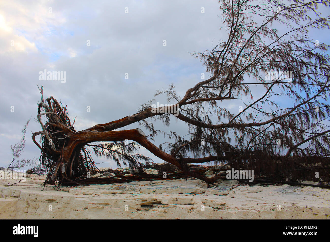 Un albero sradicato da un uragano di Long Island, Bahamas. Un albero abbattuto da uno dei frequenti uragani che ha colpito le Bahamas Foto Stock