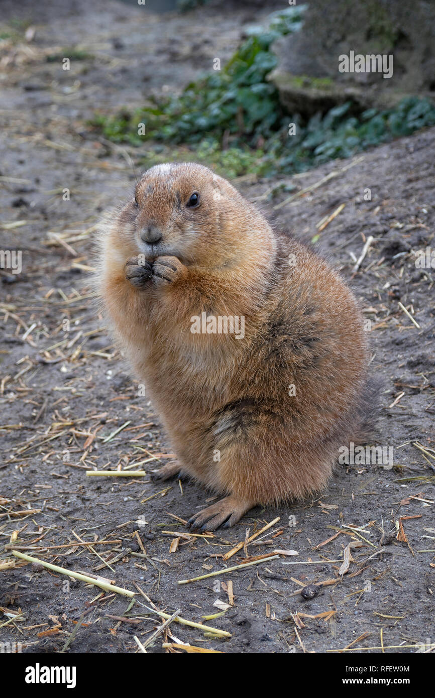 Unico seduto a mangiare marmotta nel lato del paese Foto Stock