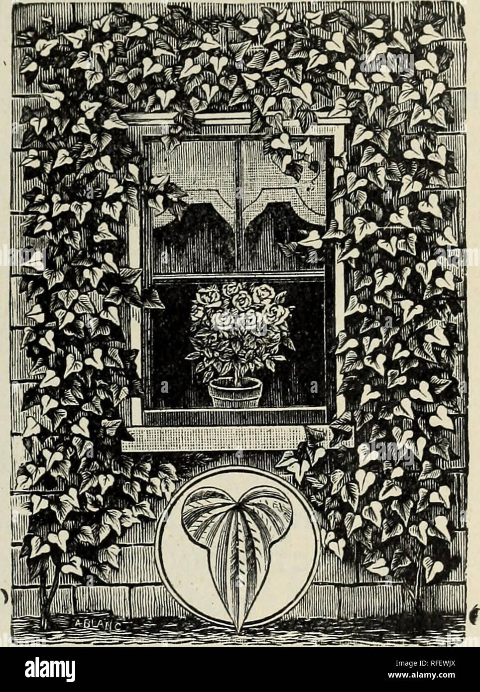 . Catalogo. Vivaio Michigan cataloghi; alberi da frutto piantine Cataloghi Cataloghi di frutta; piante ornamentali, cataloghi; alberi piantine cataloghi; arbusti cataloghi. Orticoltura progressiva nel XX secolo. 125 ARISTOLOCHIA o olandese la tubazione. Sipho-una rapida crescita della vigna, con mag- nificent fogliame da dieci a dodici pollici in diametro, e curiosi a forma di tubo yel- lowish-marrone di fiori, che assomiglia a un tubo con stelo curvo. Caprifoglio (Lonicera). Twining cinese: (Japonica) - Un ben noto vitigno, tenendo il suo fogliame quasi tutto l'inverno. Fiorisce in luglio e Septem- ber e è molto dolce. Sala del Giappone Foto Stock