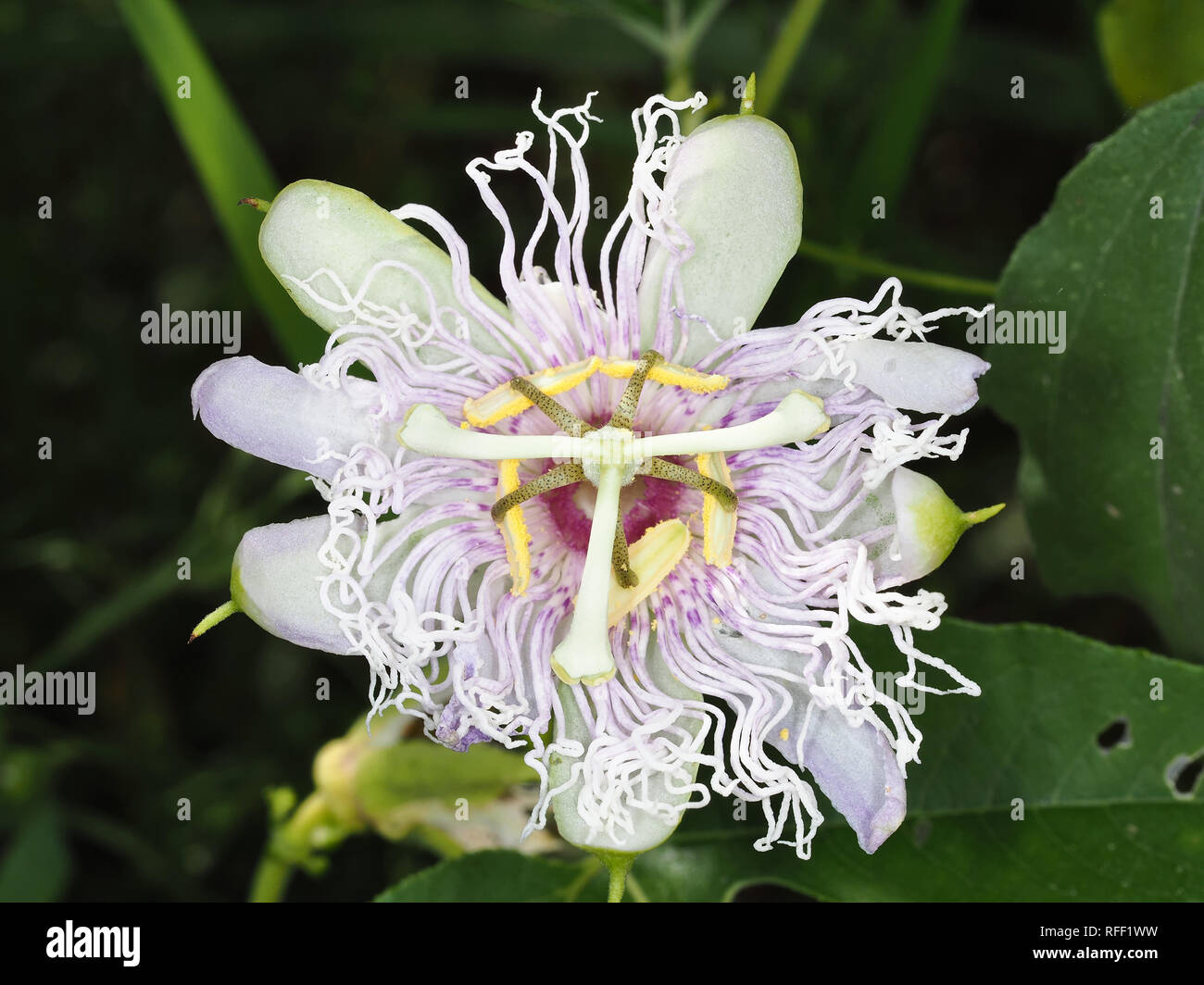 Stranamente sagomate di Passiflora incarnata (maypop) fiore in Texas, Stati Uniti d'America Foto Stock