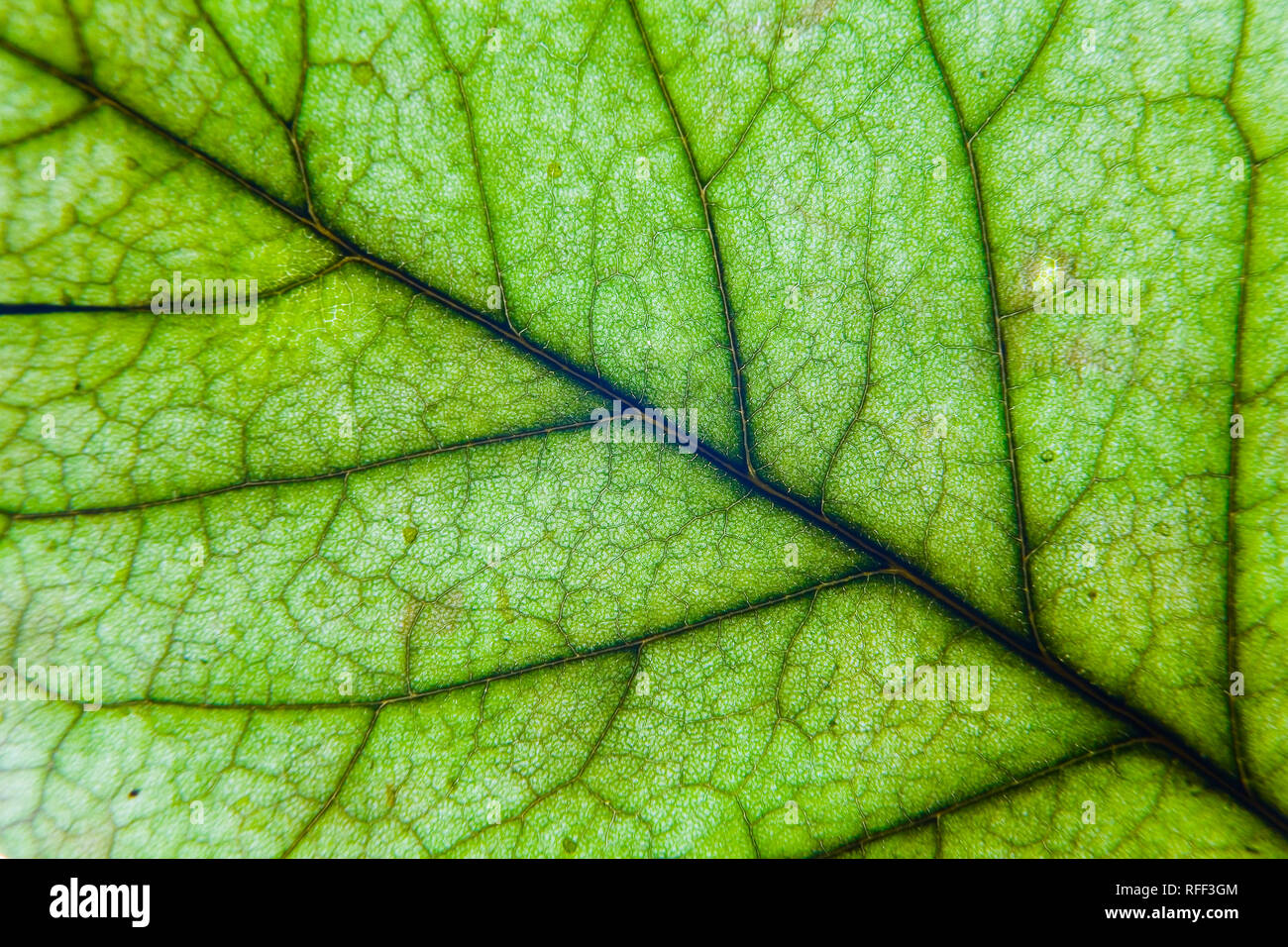 Una foglia verde con striature è fotografato close-up. I modelli sono realizzati dalla natura. Foto Stock