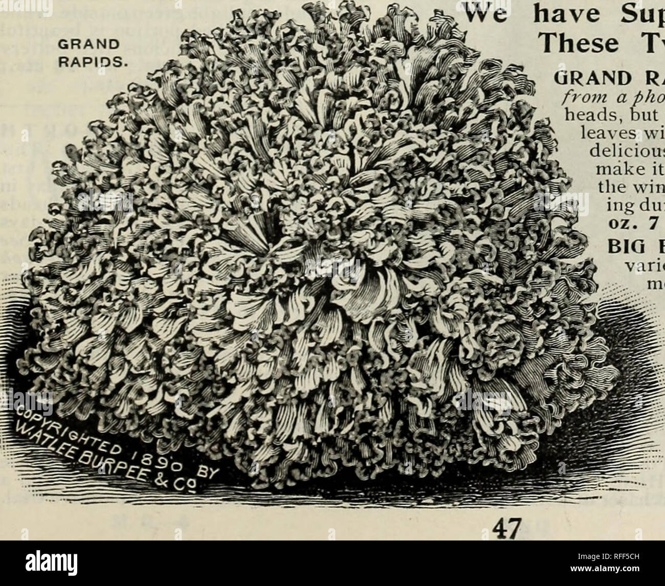 . Burpee di semi che crescono per 1902 : catalogo all'ingrosso per giardinieri di mercato, fioristi, e gli agricoltori che i club. Vivaio di Filadelfia in Pennsylvania cataloghi; semi di ortaggi cataloghi; fiori Semi cataloghi; piante ornamentali, cataloghi. Palla da tennis. Copyright Wheeler è Tom Thumb lattuga. 4Â®=" in partite di 5 libbre, 5 centesimi per libbra di meno."=Â®un bianco=seminate palla da tennis o Mercato Boston. [Vedi illustrazione), Nero=seminate palla da tennis. Per forzare ; estremamente hardy, .... Nero=seminate burro. Simile a palla da tennis, ma con le testate più grandi, giallo = seminate burro. Giallo denso capi ; cri Foto Stock