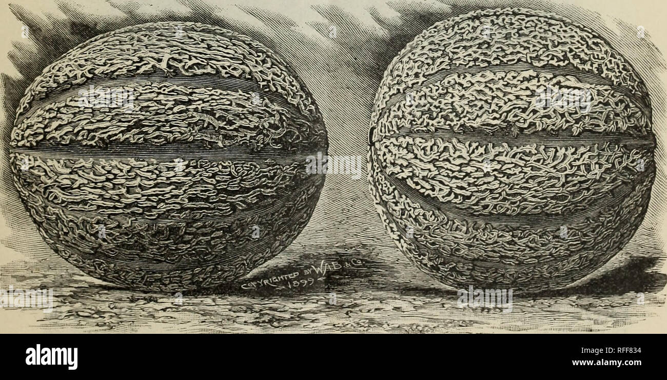 . Burpee di anticipo i prezzi per 1902 : in particolare di semi vegetali e piselli dolci comprese le novità per il 1902. Vivaio di Filadelfia in Pennsylvania cataloghi; semi di ortaggi cataloghi; fiori Semi cataloghi. La lattuga,-taglio di varietà. Tel. Cipher. Per libbra. Per 100 libbre inizio arricciato Slesia, w. s Leer $0 45 $40 00 Inizio arricciato Simpson, w. s Lentor 45 40 00 Black-Seeded Simpson lezione 50 45 00 Il Mopse, s. (Burpee) Lest 55 50 00 Burpee's Tomhannock, w. s Livello 45 40 00 Onondaga, w;. s levità 55 50 00 Il Lancaster, iv. s. (Burpee) Lichen 75 Boston arricciata, h. s sollevare 60 verde orlata, w. s Foto Stock