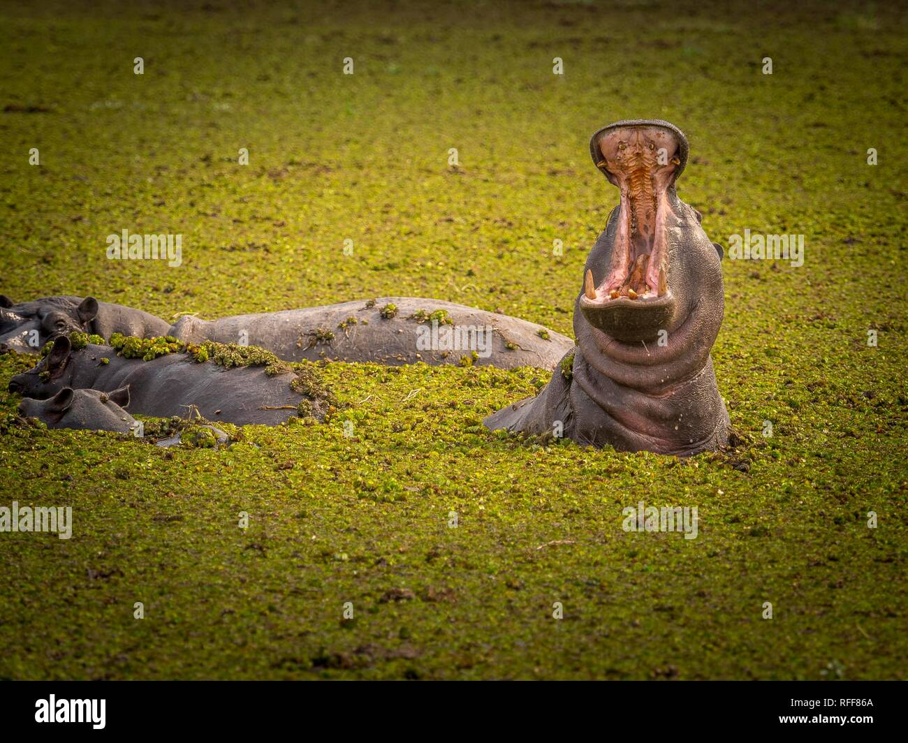 Ippona (Hippopotamus amphibius) con bocca aperta, Moremi Game Reserve, Botswana Foto Stock