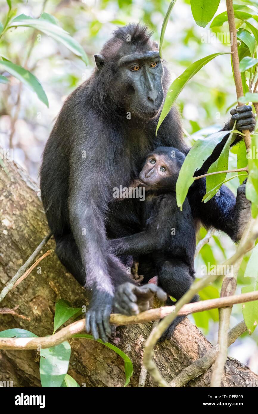 Celebes macaco crestato (Macaca nigra), dam lattante animale giovane, Tangkoko National Park, Sulawesi, Indonesia Foto Stock
