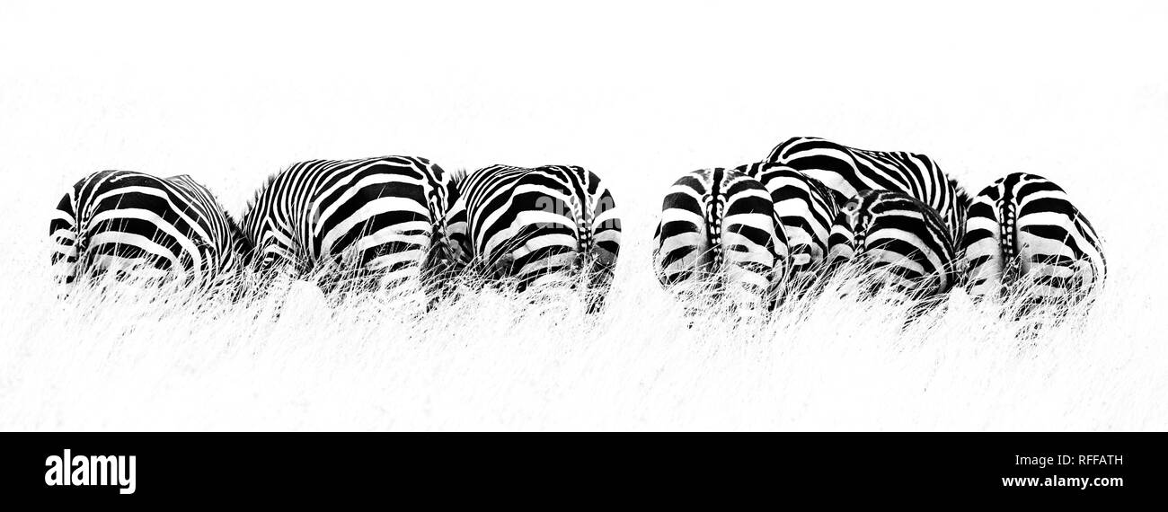 Vista posteriore di parecchi Burchellâ€™s zebra in una fila e il pascolo sull'erba verde del Masai Mara, Kenya. Contratto di alta immagine in bianco e nero in horizo Foto Stock