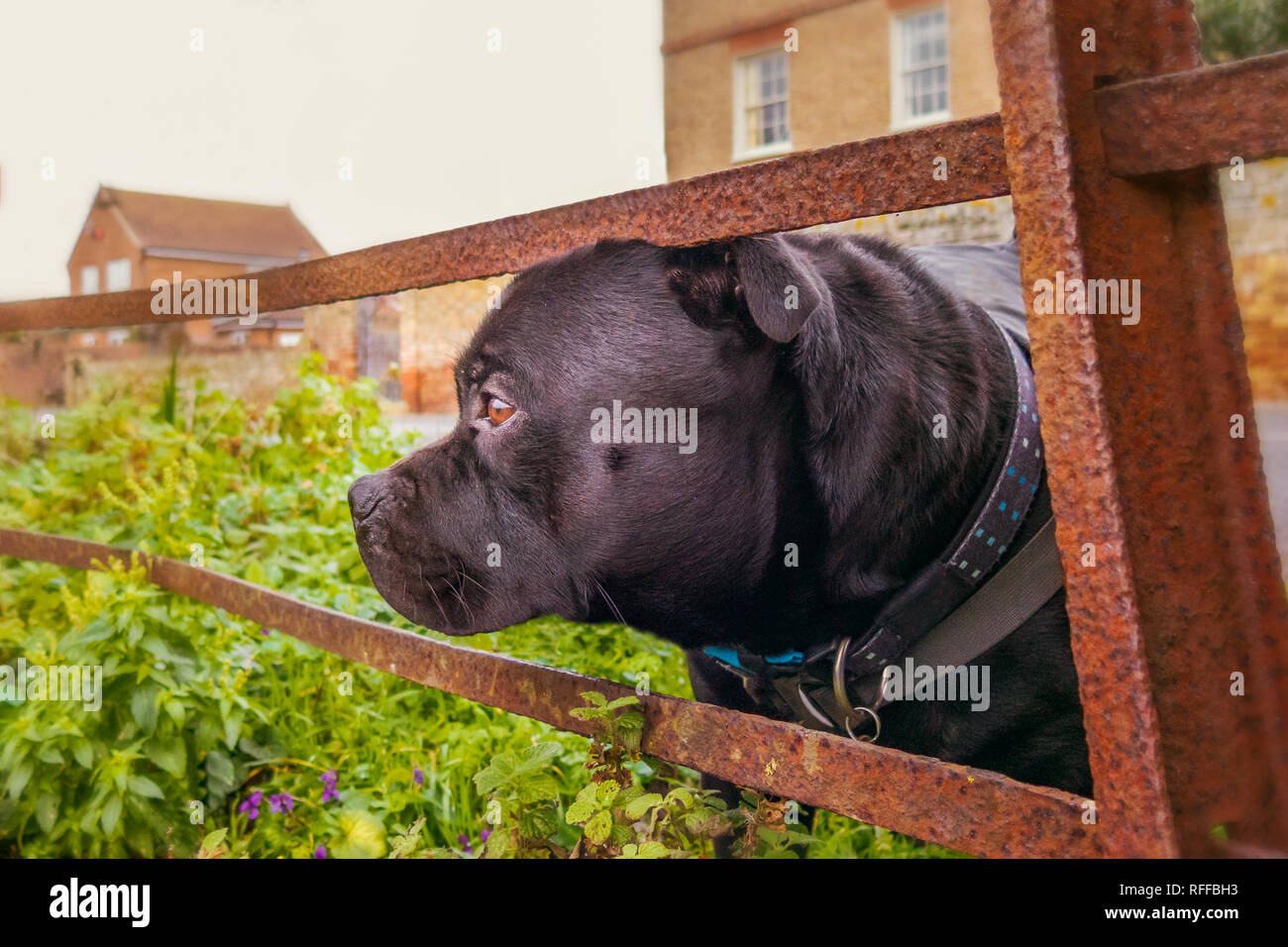 Nero Staffordshire bull terrier cane guardando attraverso il gap di un metallo recinzione arrugginita in un campo con edifici, case dietro di lui Foto Stock