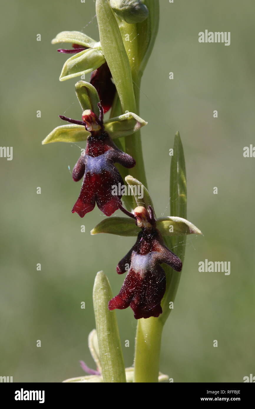 Fly orchid (Ophrys insectifera) fioritura in una riserva naturale chiamata 'Silberberg' vicino a Osnabrück, Germania. Foto Stock
