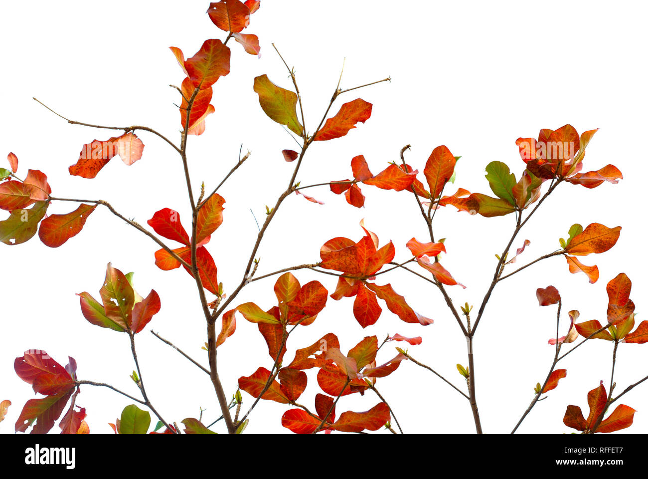 Foglie rosse e le foglie fresche di mare-mandorlo Foto Stock