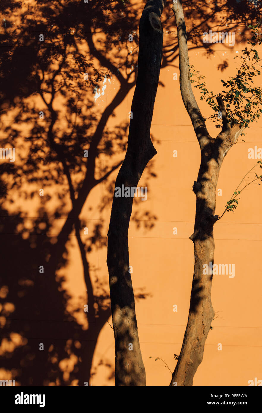 Tree ombra sulla parete arancione della costruzione Foto Stock