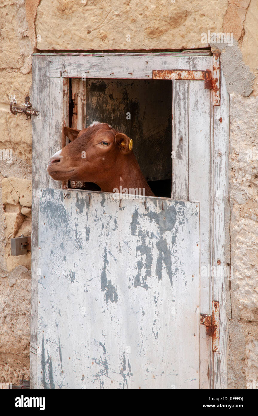 Una capra marrone peeping fuori dalla sua stabile attraverso una apertura nella porta. Qala a Gozo, Malta. Foto Stock