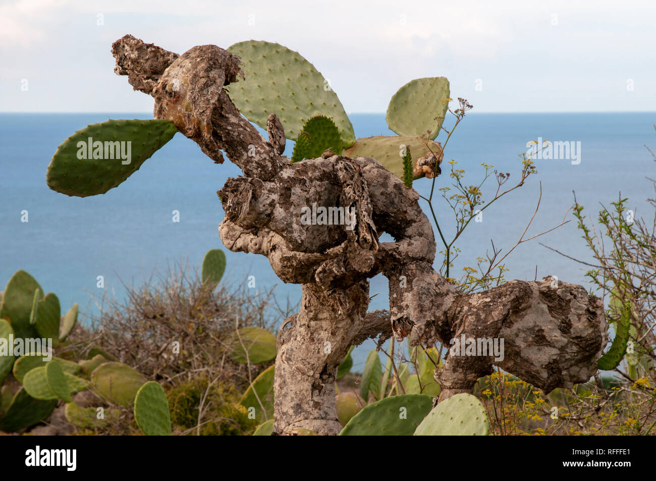 Una Opuntia ficus-indica cactus (Cactaceae famiglia) a Gozo, Malta. Comunemente noto come fico, Indian fig, Barberia Fig. Foto Stock