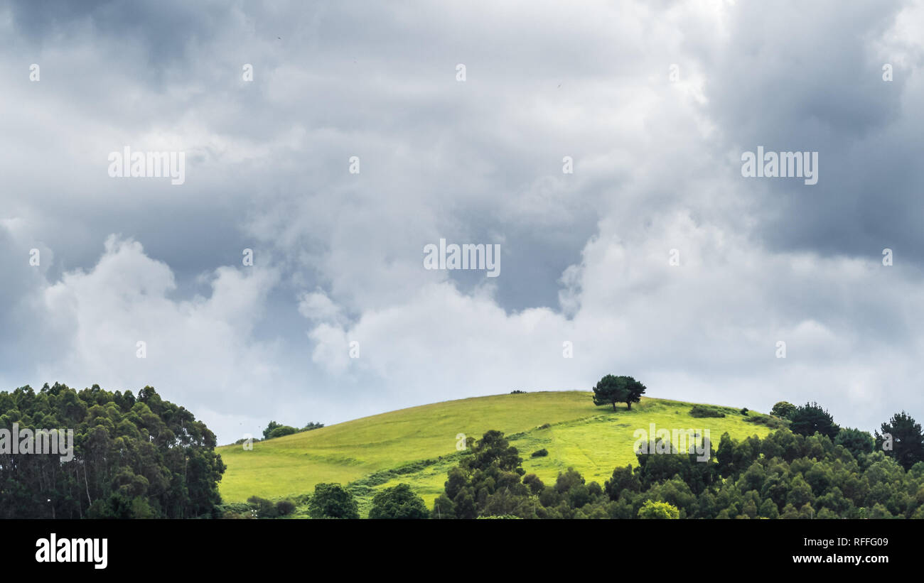 Alberi solitari su una collina in un giorno nuvoloso, Spagna Foto Stock