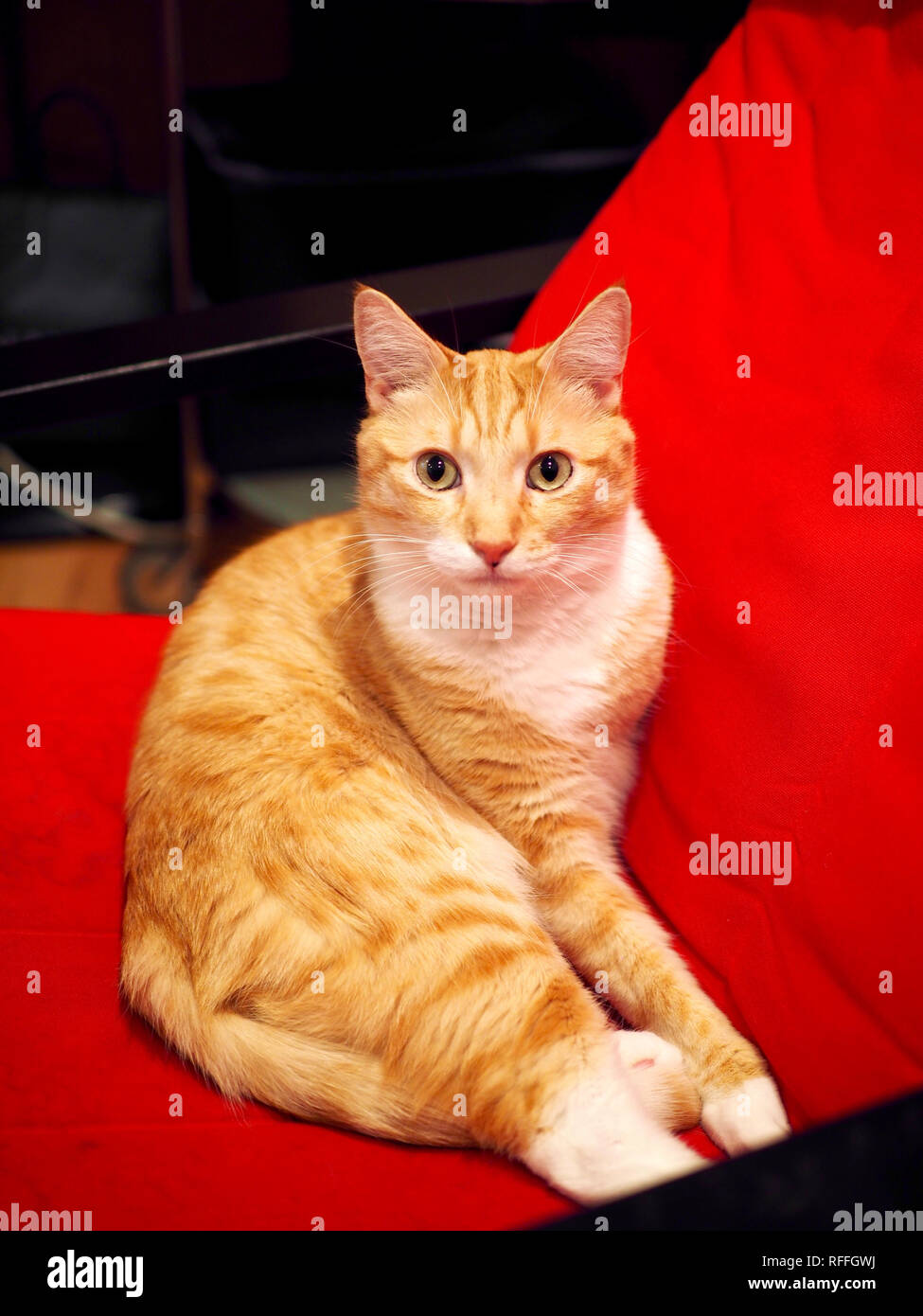 Mika la orange tabby rilassarsi sulla sedia Foto Stock