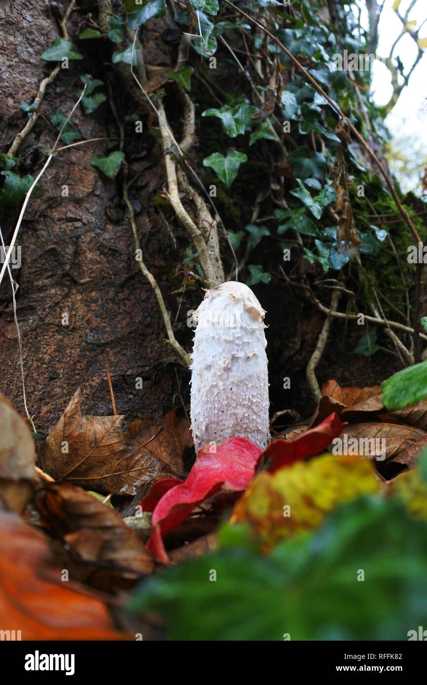 Coprinus comatus o Shaggy mane - Giovanni Gollop Foto Stock