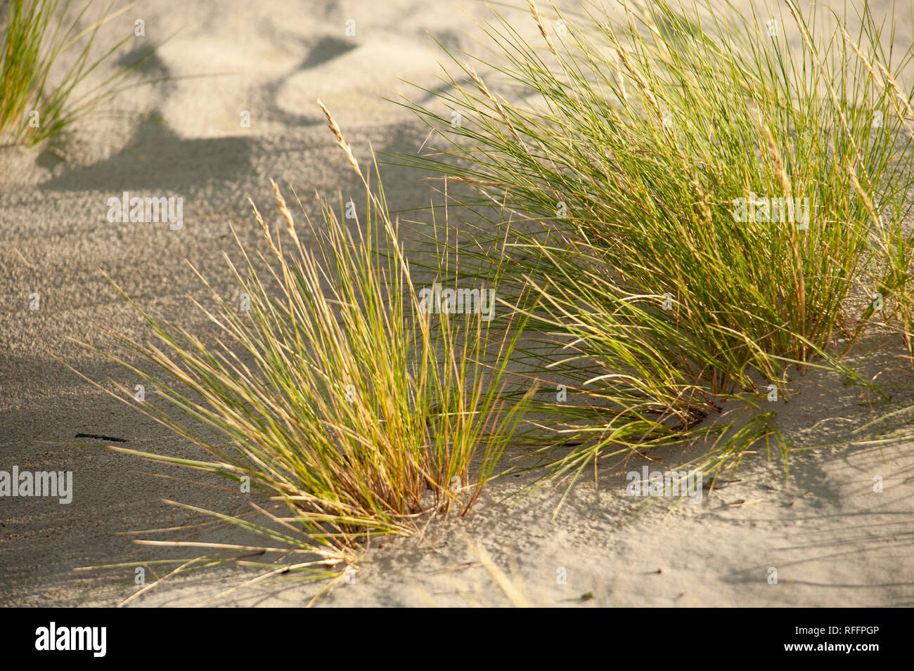 Ciuffo di erba che cresce in sabbia Foto Stock