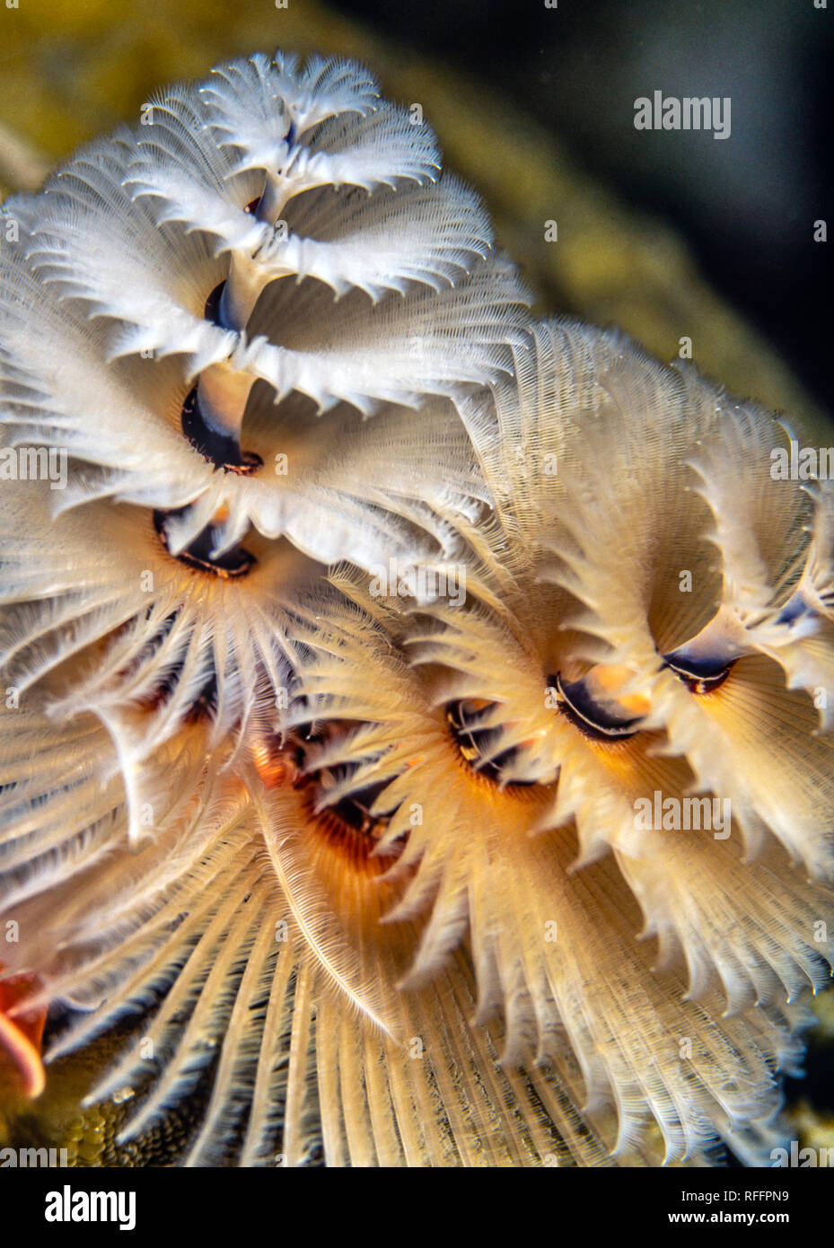 Spirobranchus giganteus,albero di Natale worm, Foto Stock