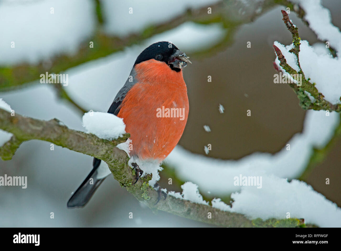 Ciuffolotto, maschio, (Pyrrhula pyrrhula) Foto Stock