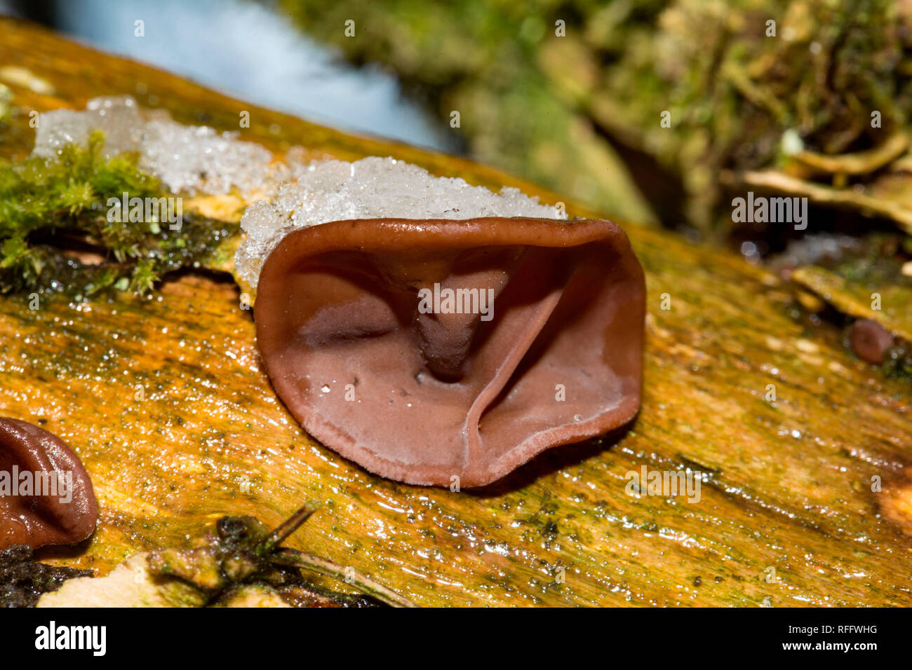 Giudeo l orecchio, (Auricularia padiglione auricolare-judae) Foto Stock