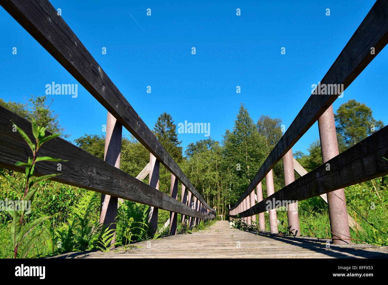 Ortel Marsh, Renania-Palatinato, Hunsrueck, Germania Foto Stock