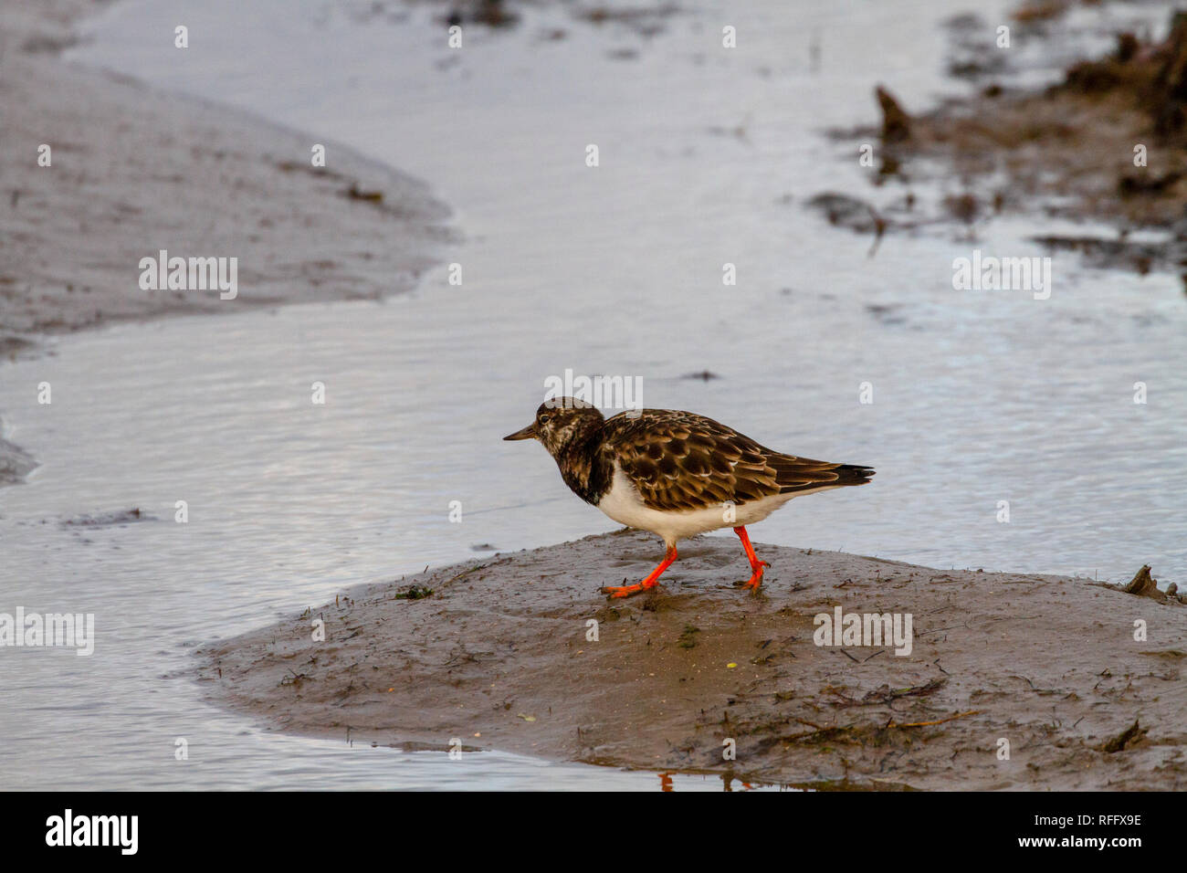 Turnstone accanto a causeway di Lindisfarne Foto Stock