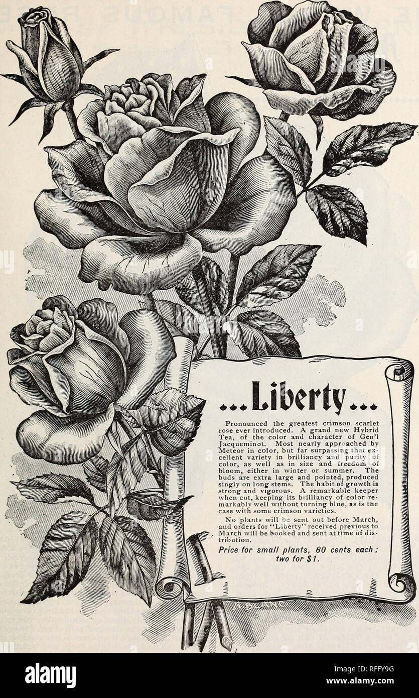 . Vestale del catalogo di rose, 1900. Vivaio Arkansas cataloghi; Rose cataloghi; fiori cataloghi; Verdure Cataloghi Cataloghi di frutta; industria seme e cataloghi commerciali; piante ornamentali, cataloghi. Ho Joseph W. Vkstai, &AMP; Figlio il Ili^ustratkd e descrittivi Catai^ogue. 3. La duchessa Salviati. Si tratta di un nuovo grande Tea Rose, di molto suggestivo ed attraente colore, beauti- ful giallo cromo, elegantemente tingono con Orange, passando a buff, graziosamente flussato con rosa pallido, boccioli e petali esterni squisita rosso arancio. Le gemme sono grandi, lunga e sottolineato ; i fiori extra large, abbastanza pieno e molto sw Foto Stock