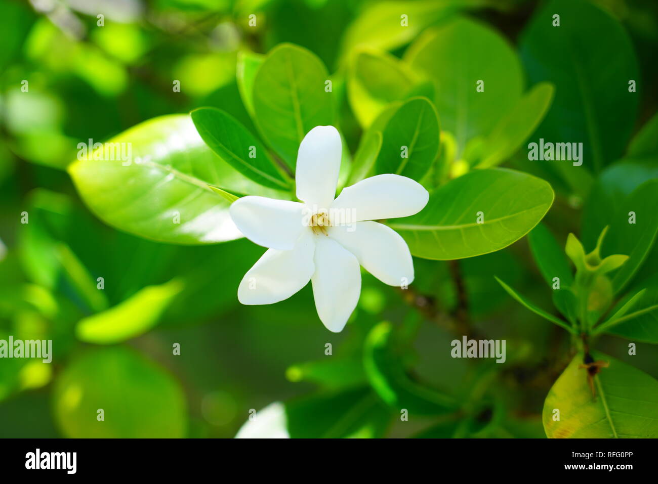 White fragranti fiori di Tiarè (Gardenia taitensis) cresce su una pianta a Bora Bora, Polinesia Francese Foto Stock