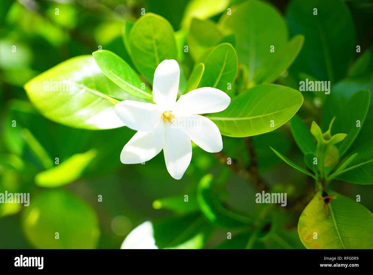 White fragranti fiori di Tiarè (Gardenia taitensis) cresce su una pianta a  Bora Bora, Polinesia Francese Foto stock - Alamy