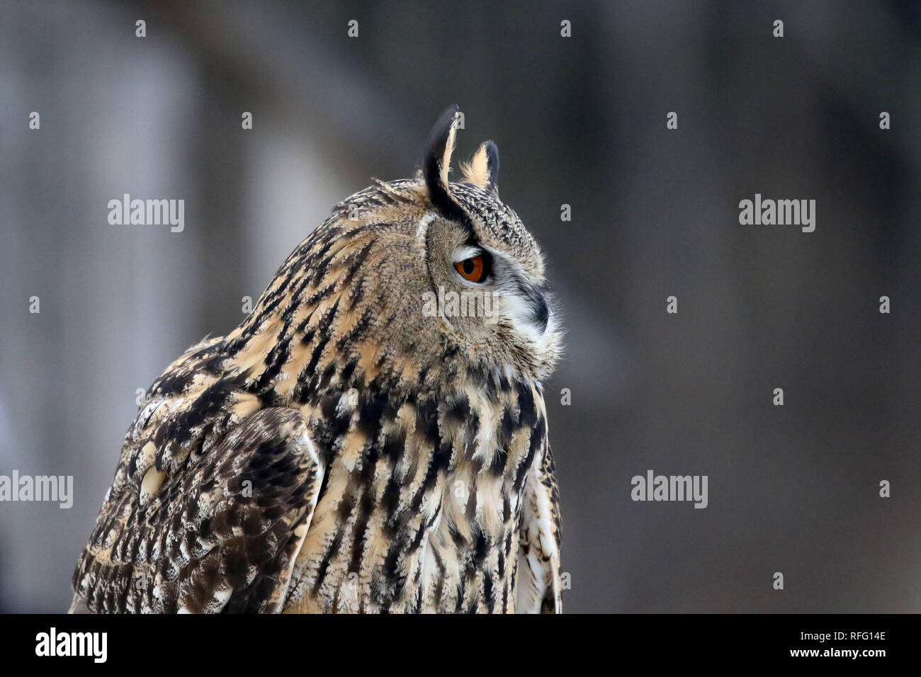 Falco Eurasiatico Owl Foto Stock