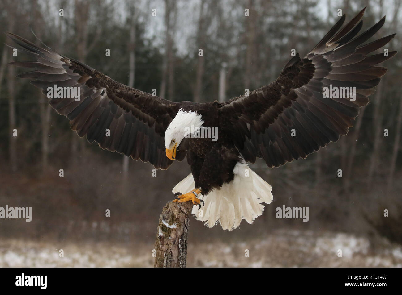 Aquila calva a Canadian Raptor Conservancy Foto Stock