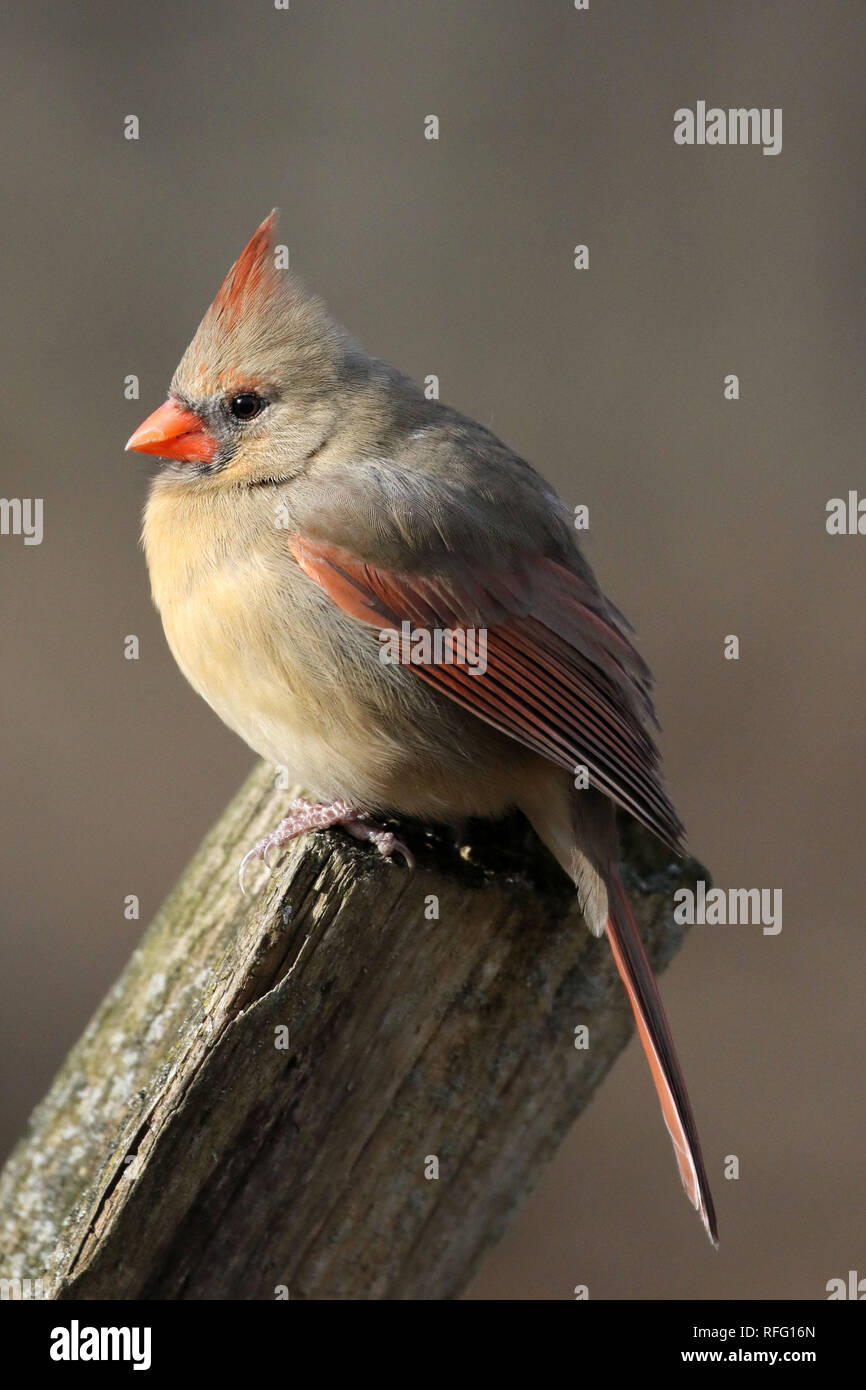 Femmine cardinali settentrionali Foto Stock