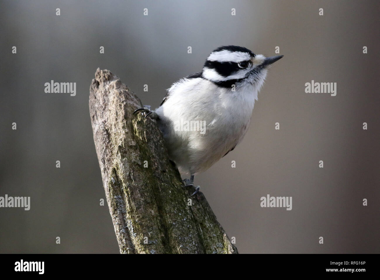 Downy Woodpecker nella foresta Foto Stock