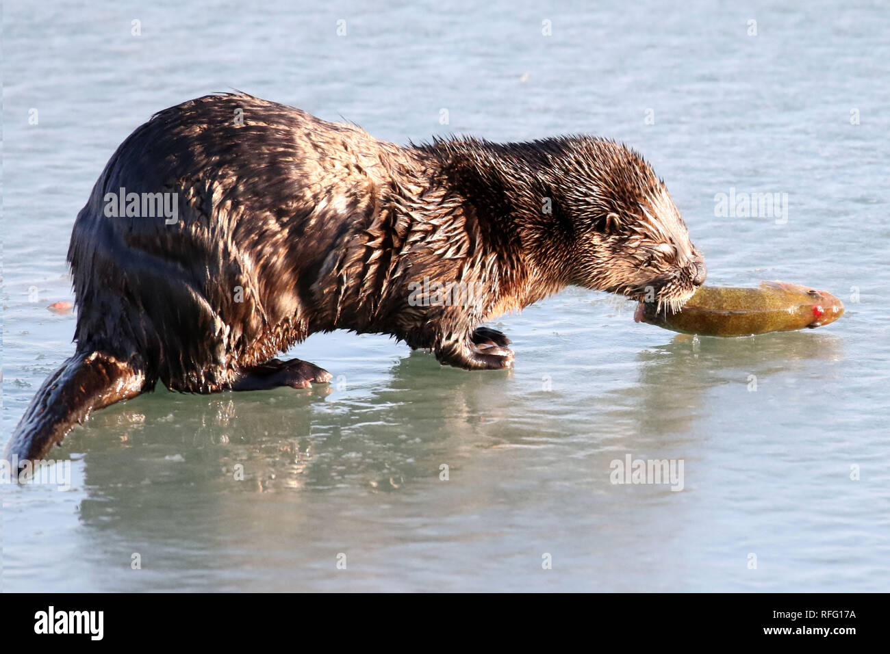 River Otter in selvaggio cattura e mangiare pesce Foto Stock