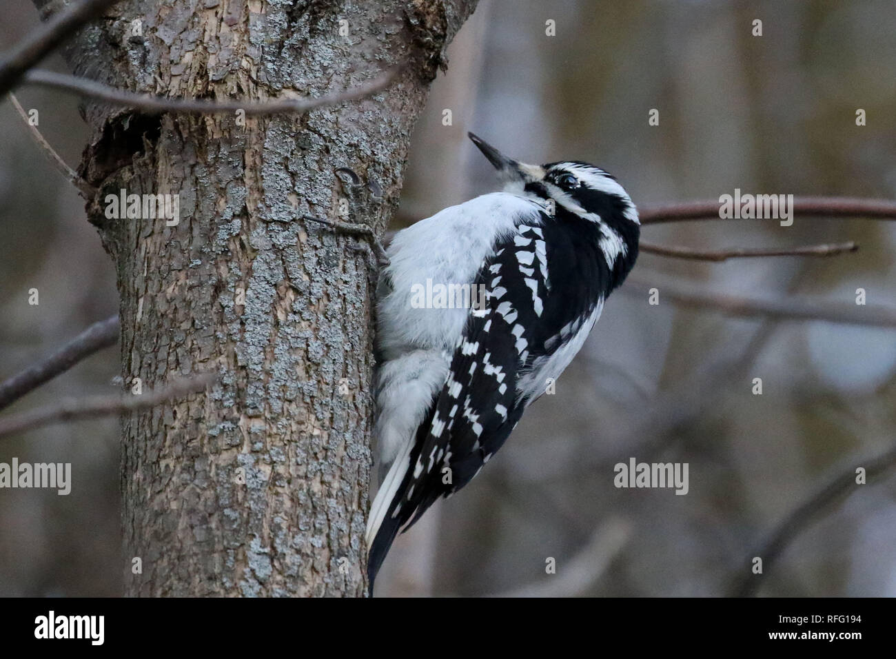 Downy Woodpecker nella foresta Foto Stock
