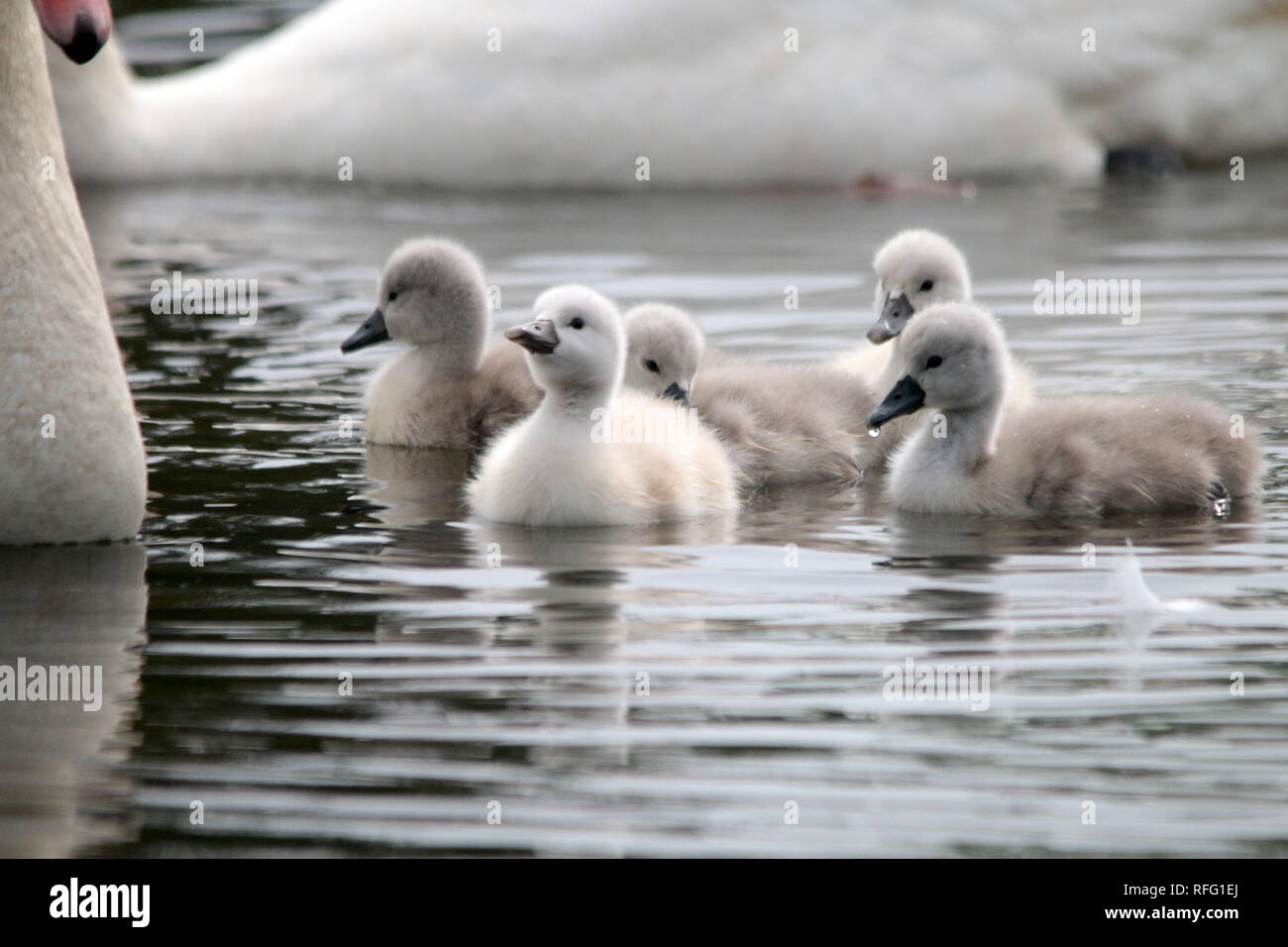 Cygnets e Mute Swans genitore Foto Stock