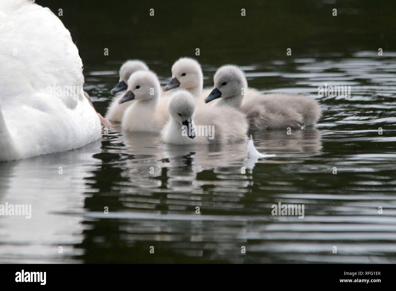 Disattivare Il Microfono Swans Cygnets Foto Stock