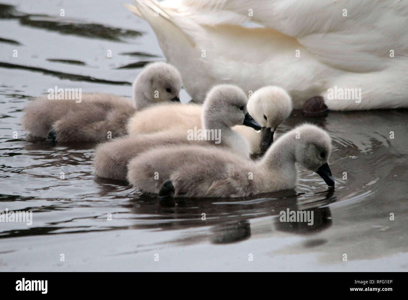 Cygnets e Mute Swans genitore Foto Stock