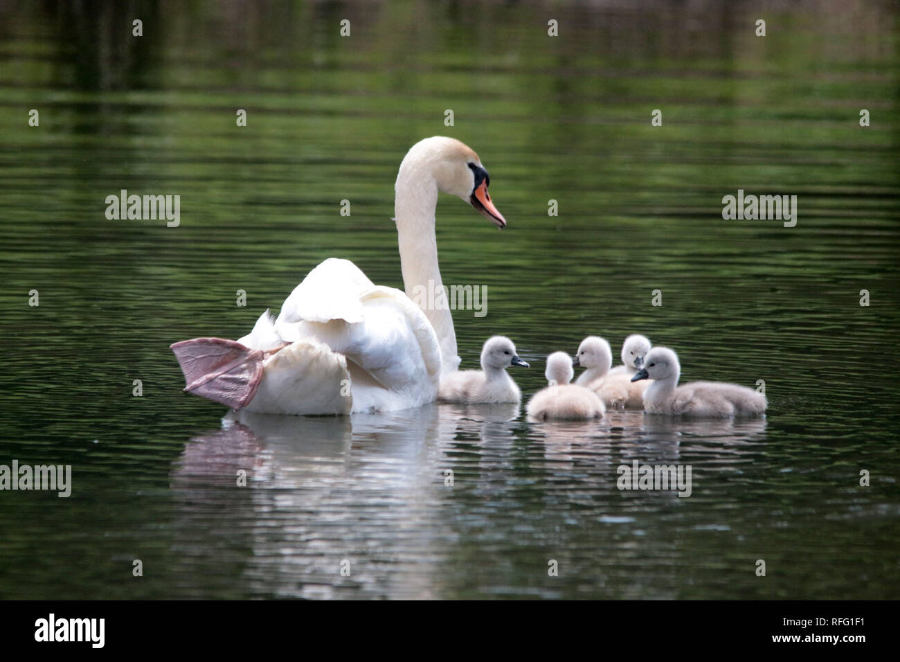 Disattivare il microfono dei genitori e dei cygnets Swan Foto Stock