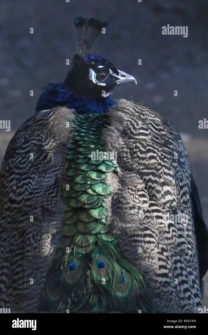 Peacock in zoo Foto Stock