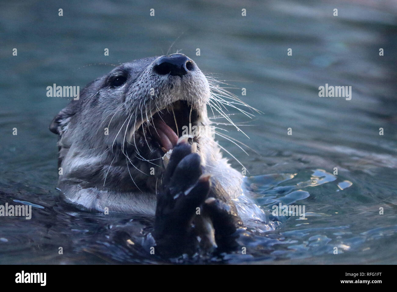 River Otter closeups mangiare pesce Foto Stock