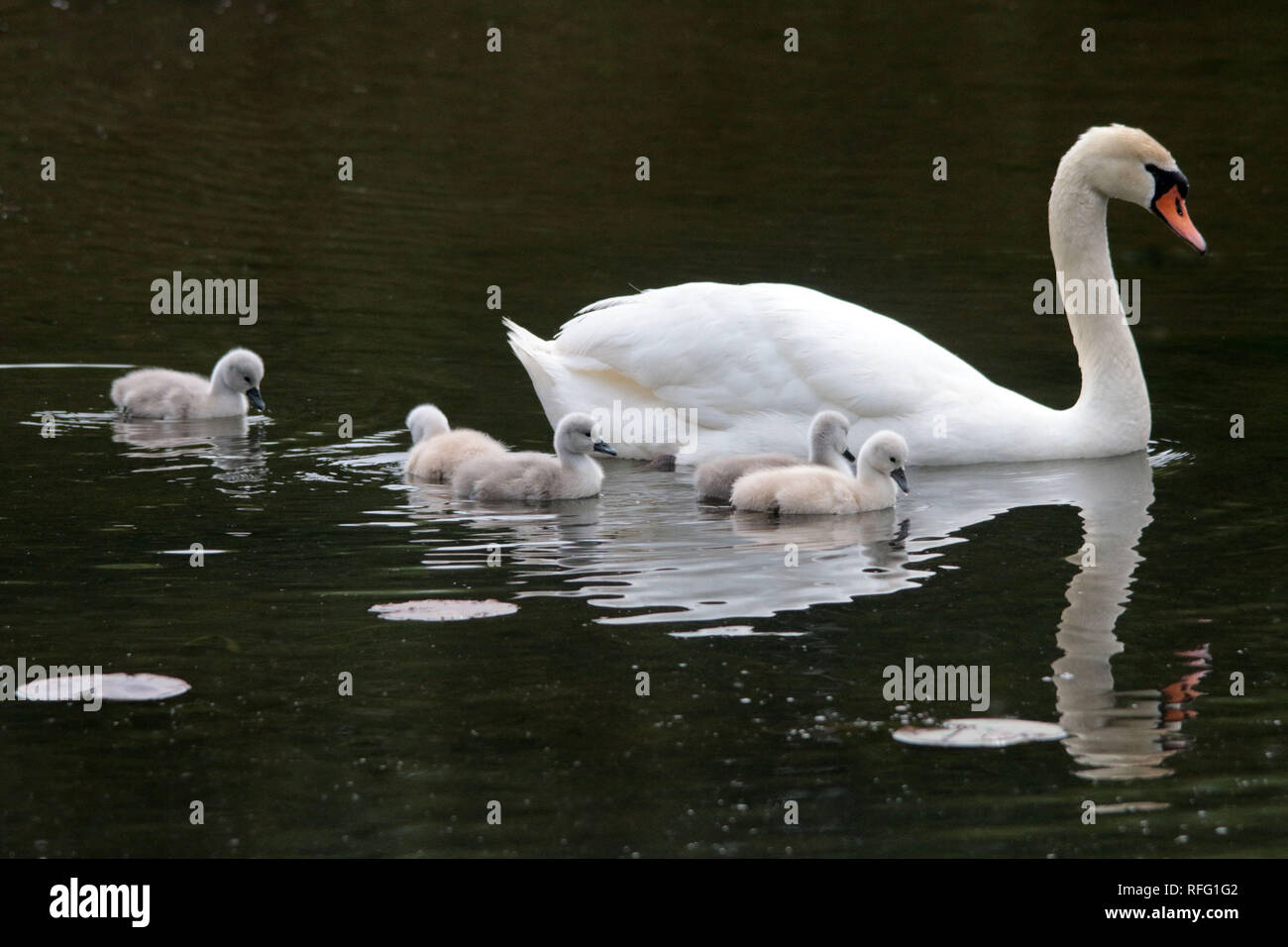 Cigno vicino al lago Ontario Canada Foto Stock