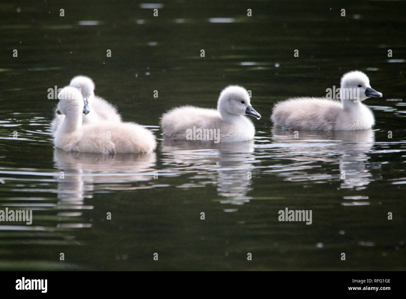 Cigno vicino al lago Ontario Canada Foto Stock