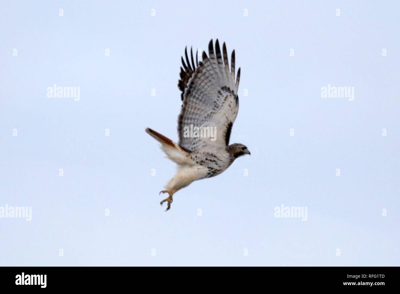 Coda rossa Hawk che decollare dall'albero Foto Stock