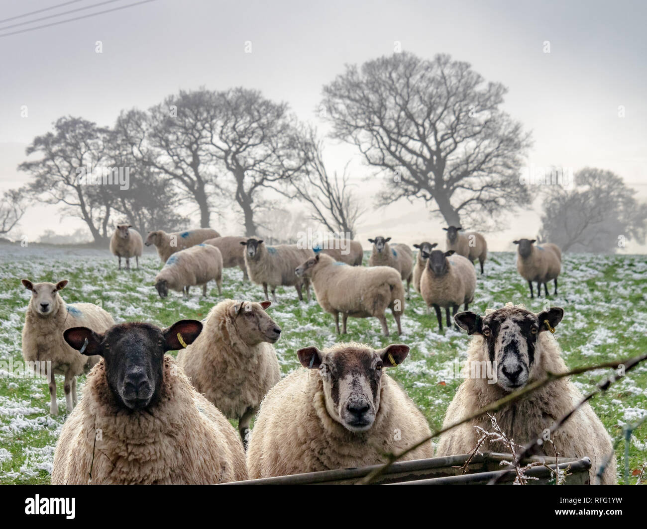 Pecore schierate per una fotografia (alimentazione), Staffordshire Moorlands, REGNO UNITO Foto Stock