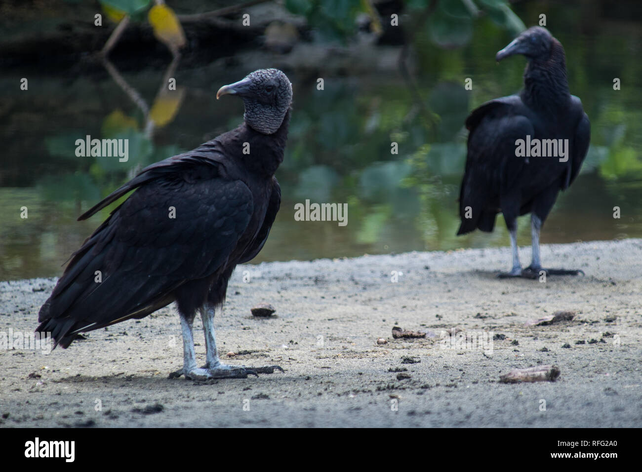 Un ritratto di due americani avvoltoi nero (Coragyps atratus) ad una bellissima spiaggia di sabbia in Puerto Viejo, Limon Costa Rica Foto Stock