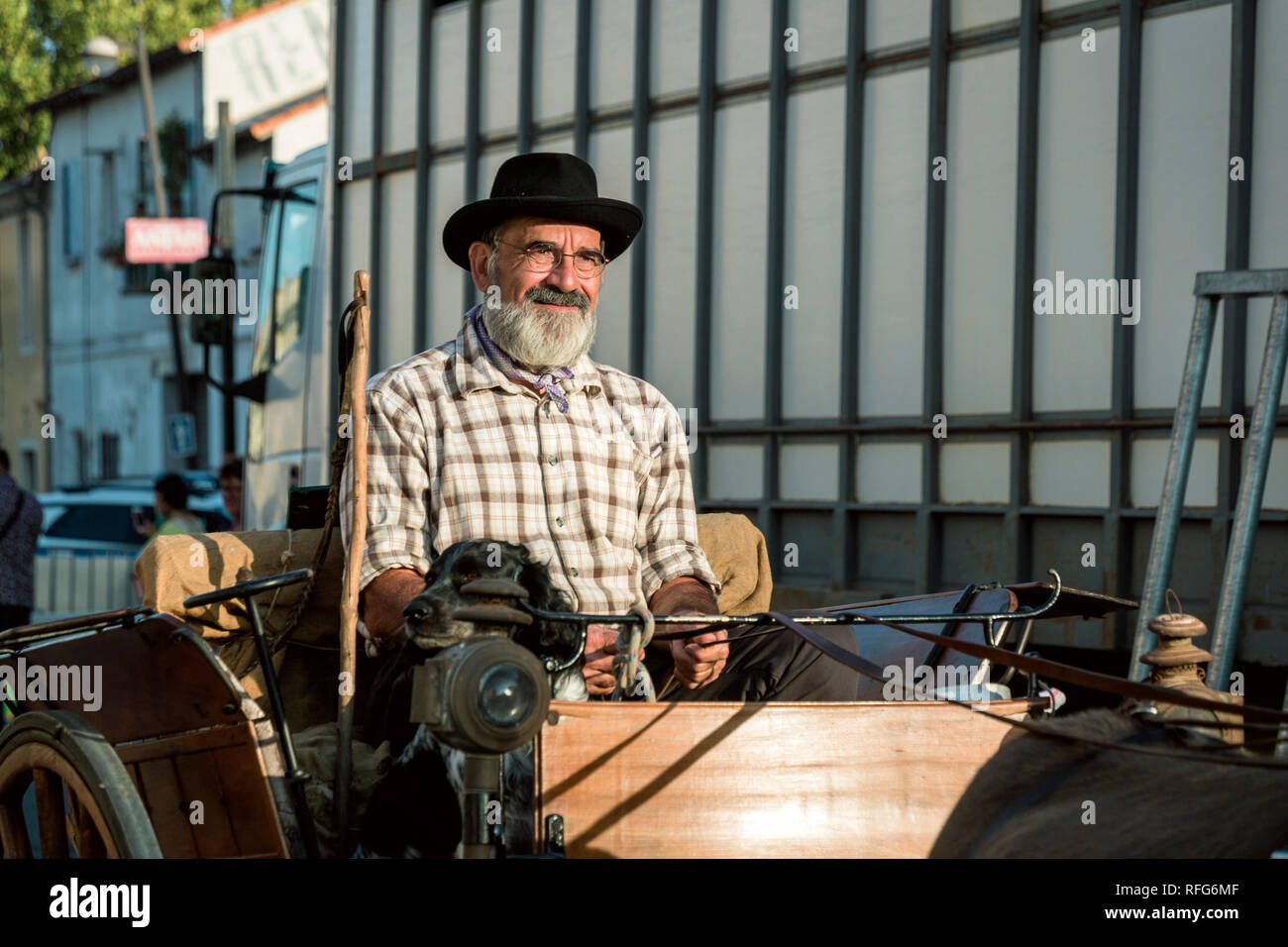 Mulo tirando il carrello nella vecchia scuola sfilata dei mestieri tradizionali alla sagra annuale, Saint Gilles, Gard, Francia Foto Stock