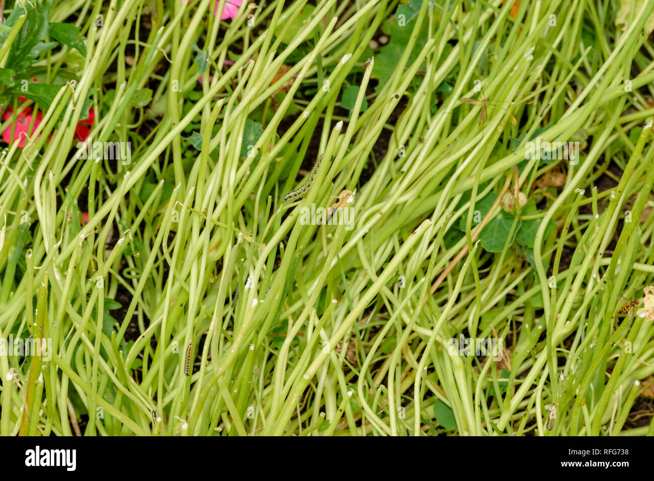 NASTURTIUM Tropaeolum Foglie di piante e mangiato dai bruchi del cavolo bianco BUTTERFLY Sarcococca rapae Foto Stock