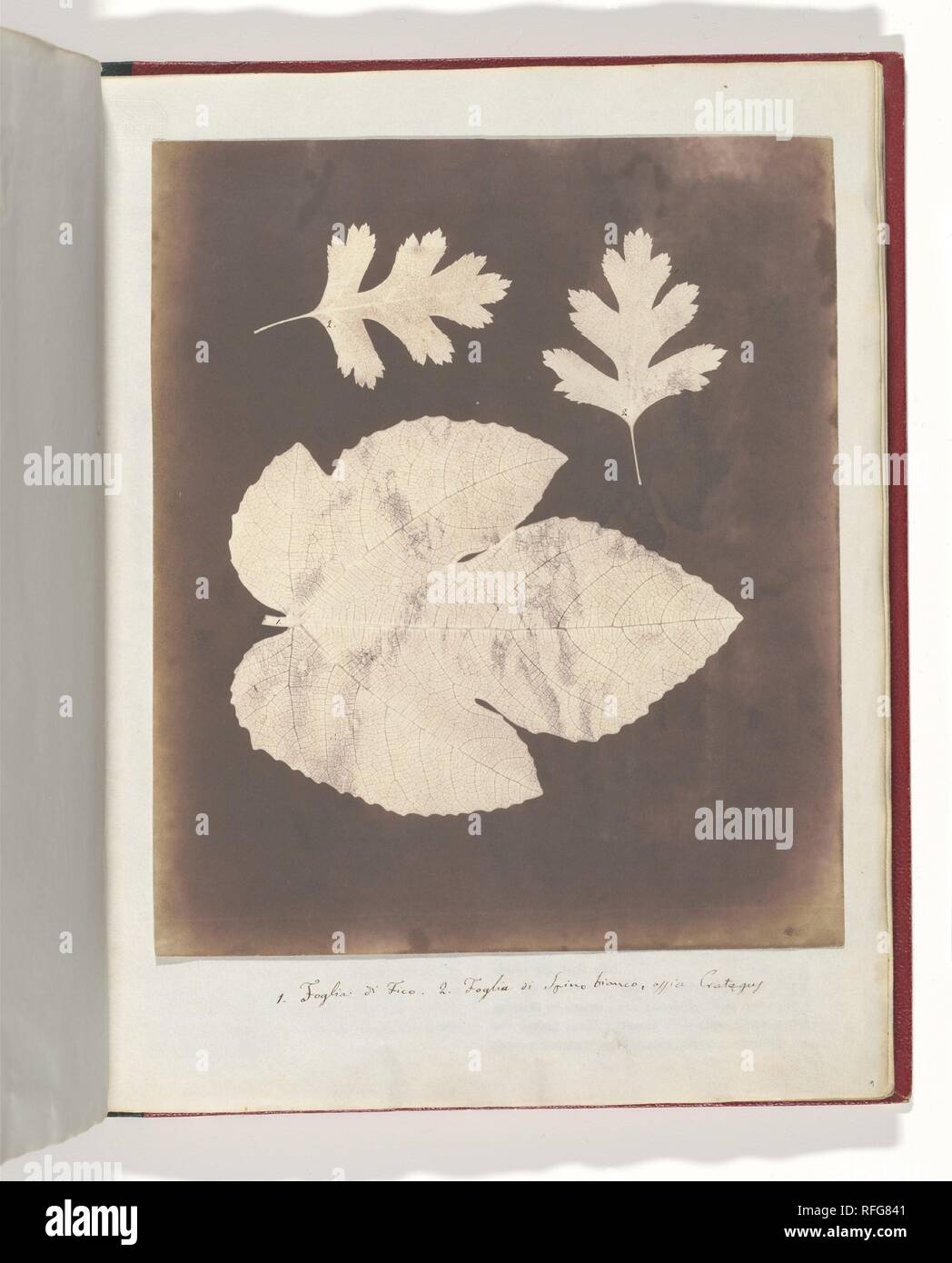 1. Foglia di Fico. 2. Foglia di Spino bianco, ossia Crataegus. Artista: William Henry Fox Talbot (British, Dorset 1800-1877 Lacock). Dimensioni: 21,8 x 18,5 cm (8 9/16 x 7 5/16 in.). Data: 1839-40. Museo: Metropolitan Museum of Art di New York, Stati Uniti d'America. Foto Stock