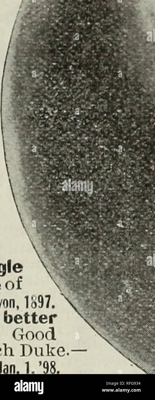 . Stark libro di frutta. Vivaio Missouri Louisiana cataloghi; alberi da frutto Cataloghi Cataloghi di frutta; arbusti fioriti cataloghi. ^WICKSON (la perfezione).- più grande prugna che abbiamo mai visto. Prom- ^ ises fortemente ad adempiere a Burbank la rivendicazione, "il migliore di tutti i Japs.)) fm un anno prima del suo introdiictioii. Abbiamo rec.'d dal sig. liurbank prova; diversi test di inverni poiché; 22Â gradi sotto zero ha fatto noteven bro il midollo della fine di germogli. . Regge molto pieno.âC. M. Stark, in R. N.-V. Straordinariamente bello, alta qualità. . Il sig. Burbank mai in- tentionally overpraises liis u;rMn productions.âRural New-Yorker. Piccolo l-yr Foto Stock
